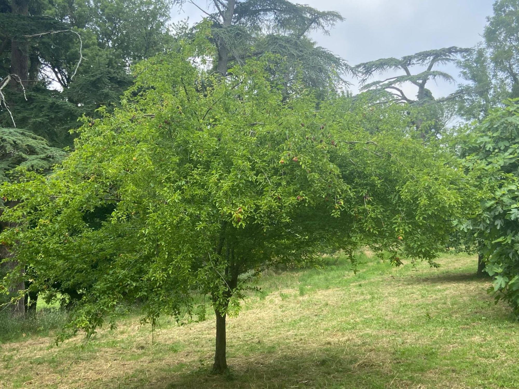 מלון Saint-Christaud  La Grange De Garac מראה חיצוני תמונה